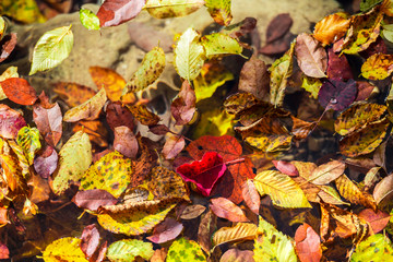 Inside of the Plitvice Park in gthe fall season