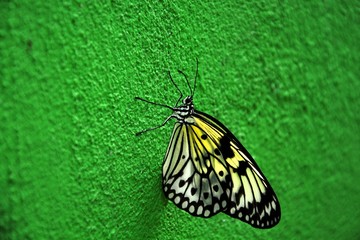 butterfly on a green wall