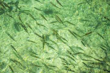 Fototapeta premium Inside of the Plitvice Park in gthe fall season