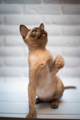 kitten scottish british cat burma munchkin animals