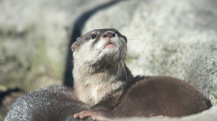 かわいいコツメカワウソ