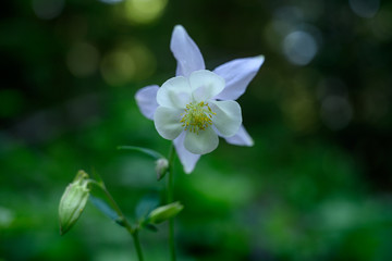 White and Purple Columbine with selective focus