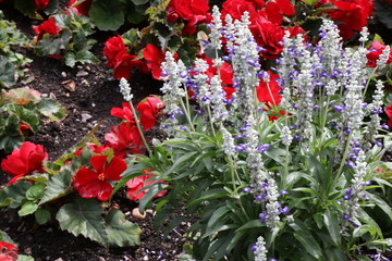 flowers in the garden