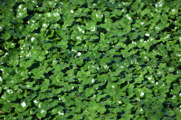 A thick, brilliant green layer of glossy floating pennywort (Hydrocotyle ranunculoides), an aquatic plant, on the surface of Watsonville Slough in California.