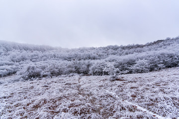 Rime on the bush