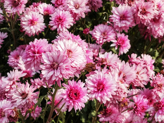 Obraz premium Blooming chrysanthemum