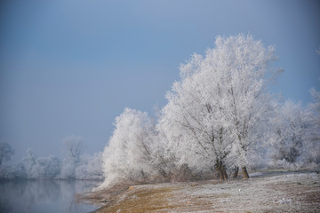 Rime tree in the winter near the river