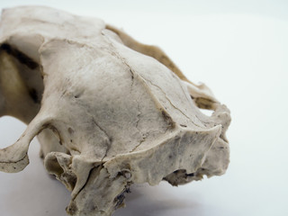 skull on white background