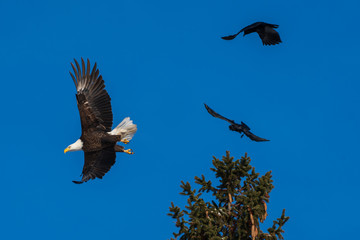 Crows chasing bald eagle