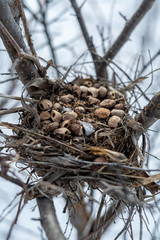 Squirrels nest