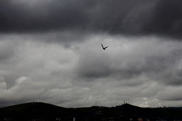 Shadow of a bird flying in the cloudy sky. Before the pouring rain a bird flies calmly. It looks for food. With copy space for text
