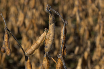 Harvest ready field of soybeans in the morning sun. Glycine max commonly known as soybean in North America or soya bean is a species of legume grown for its edible bean. 