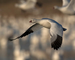 Snow Goose in flight
