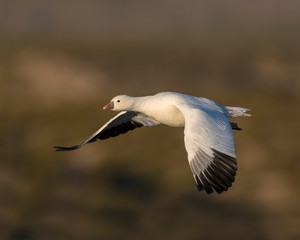 Snow Goose in flight