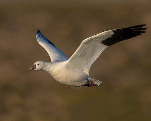 Snow Goose in flight