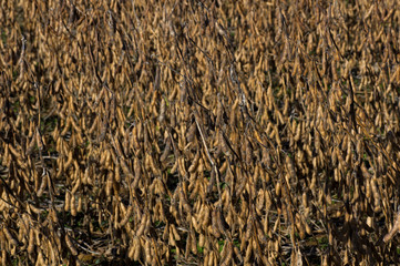 Harvest ready field of soybeans in the morning sun. Glycine max commonly known as soybean in North America or soya bean is a species of legume grown for its edible bean. 