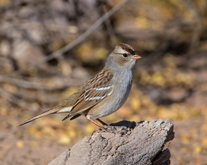 White-crowned Sparrow