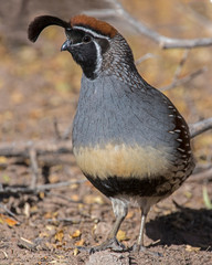 Male Gambel's Quail