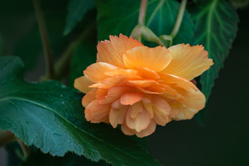 Flower of orange Begonia (Begonia boliviensis bonfire orange) in the summer garden