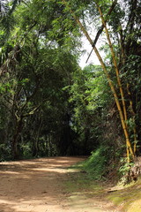 Paraty/Rio de Janeiro/ Brazil - 01-19-2020: trail to Forte Defensor Perpétuo. Historical place to know about early years. It's a safe trail