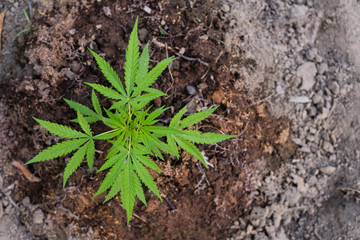 Planting cannabis indica for medicinal purposes.