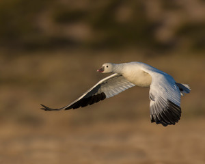 Snow Goose in flight