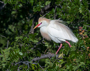 Cattle Egret in breeding plumage
