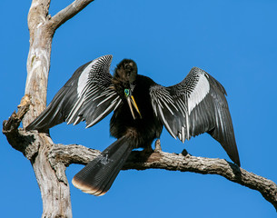 Anhinga perched in a tree