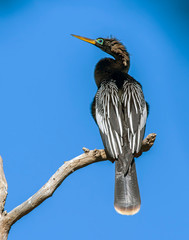 Anhinga perched in a tree