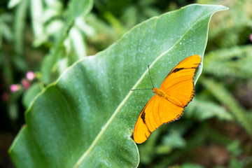 Julia butterfly resting on a green leaf at a flower conservatory