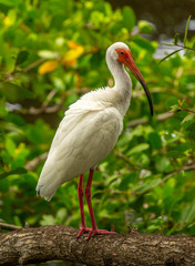 White Ibis