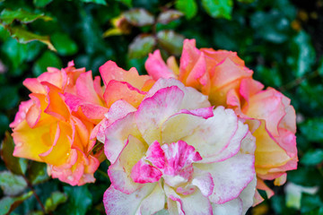 Garden rose flowers, rain drop. Close-up photo of garden flower with shallow DOF