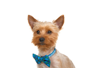 Portrait of an adorable Yorkshire Terrier wearing a generic blue collar with a blue bow tie looking to viewers left. Isolated on white background.