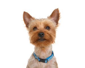 Portrait of an adorable Yorkshire Terrier wearing a generic blue collar looking directly at viewer. Isolated on white background.