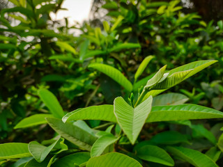 Plant part close view.