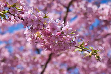 京都淀　満開の河津桜