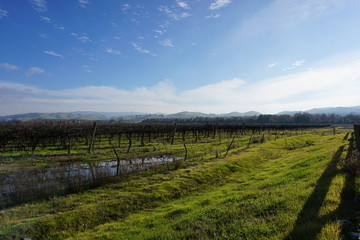 Fototapeta na wymiar vineyards sunset blue sky green vines