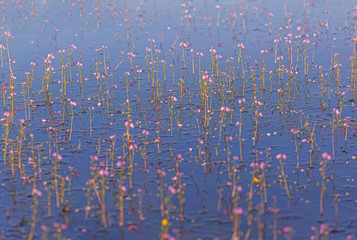 Golden bladderwort in the lake (Utricularia aurea)