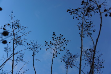 blue sky black plants