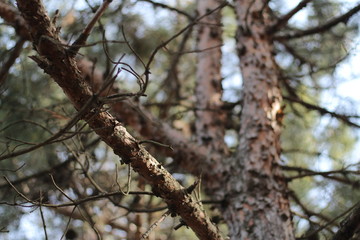 branch of an old tree