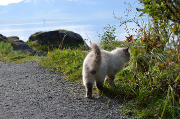 Rear View Of A Cat