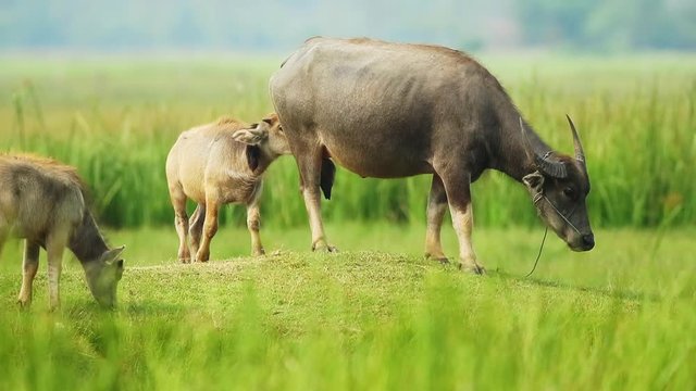 Water buffalo and her Babies eating green grass at field in Thailand