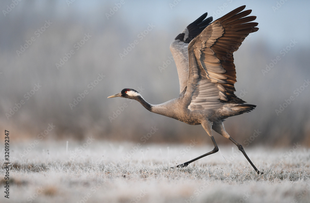 Sticker common crane bird (grus grus)