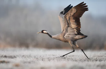 Printed kitchen splashbacks Cappuccino Common crane bird (Grus grus)
