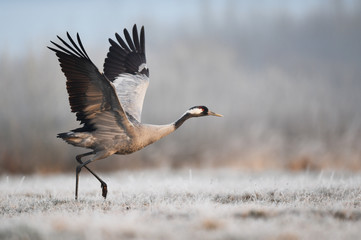 Common crane bird (Grus grus)