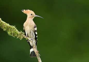 Eurasian Hoopoe or Common hoopoe (Upupa epops)