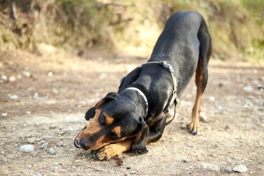 Cute black Greek hound dog playing in a desert area with a blurred background