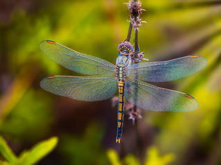 Dragonfly Macro Photograph