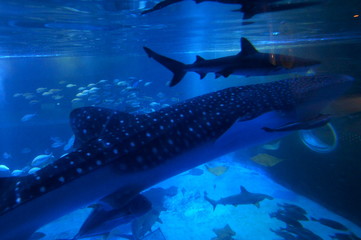 See whale sharks swimming in the aquarium