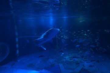 Obraz premium See whale sharks swimming in the aquarium